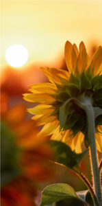 Tournesol et soleil couchant